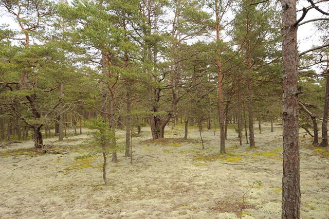 Rastplats Homrevet