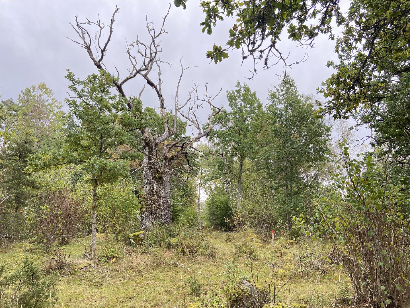 Vy av grov gammal ek som sträcker sina torra grenar mot en grå himmel.