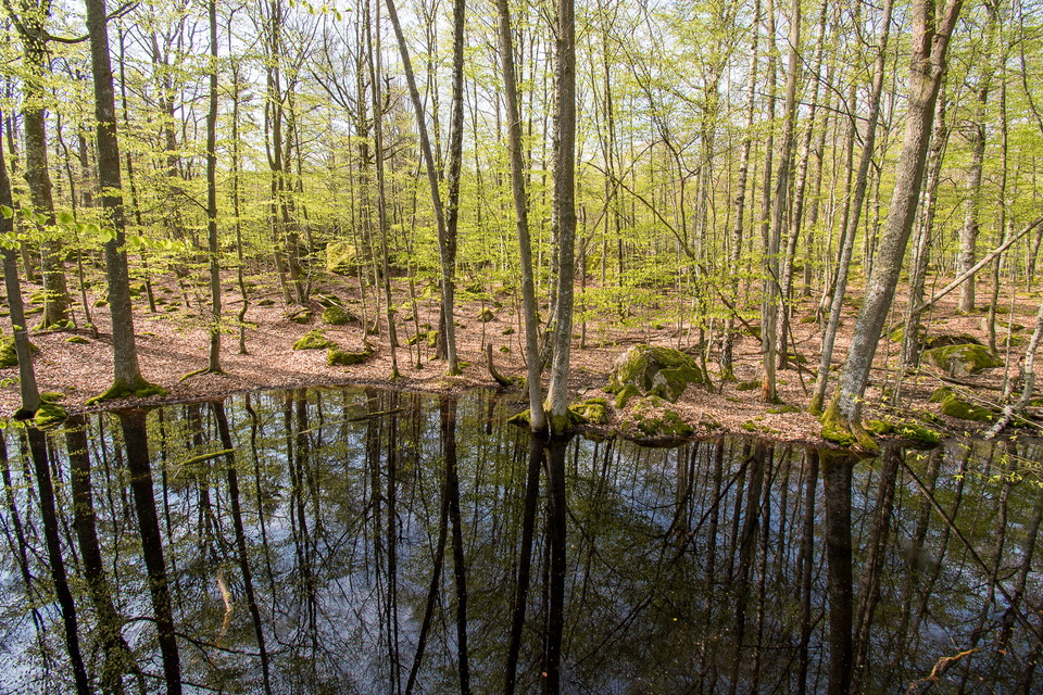 Våtmark