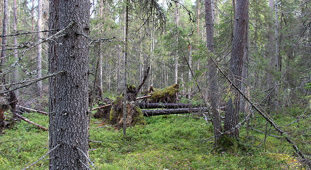 Klöverträskbacken