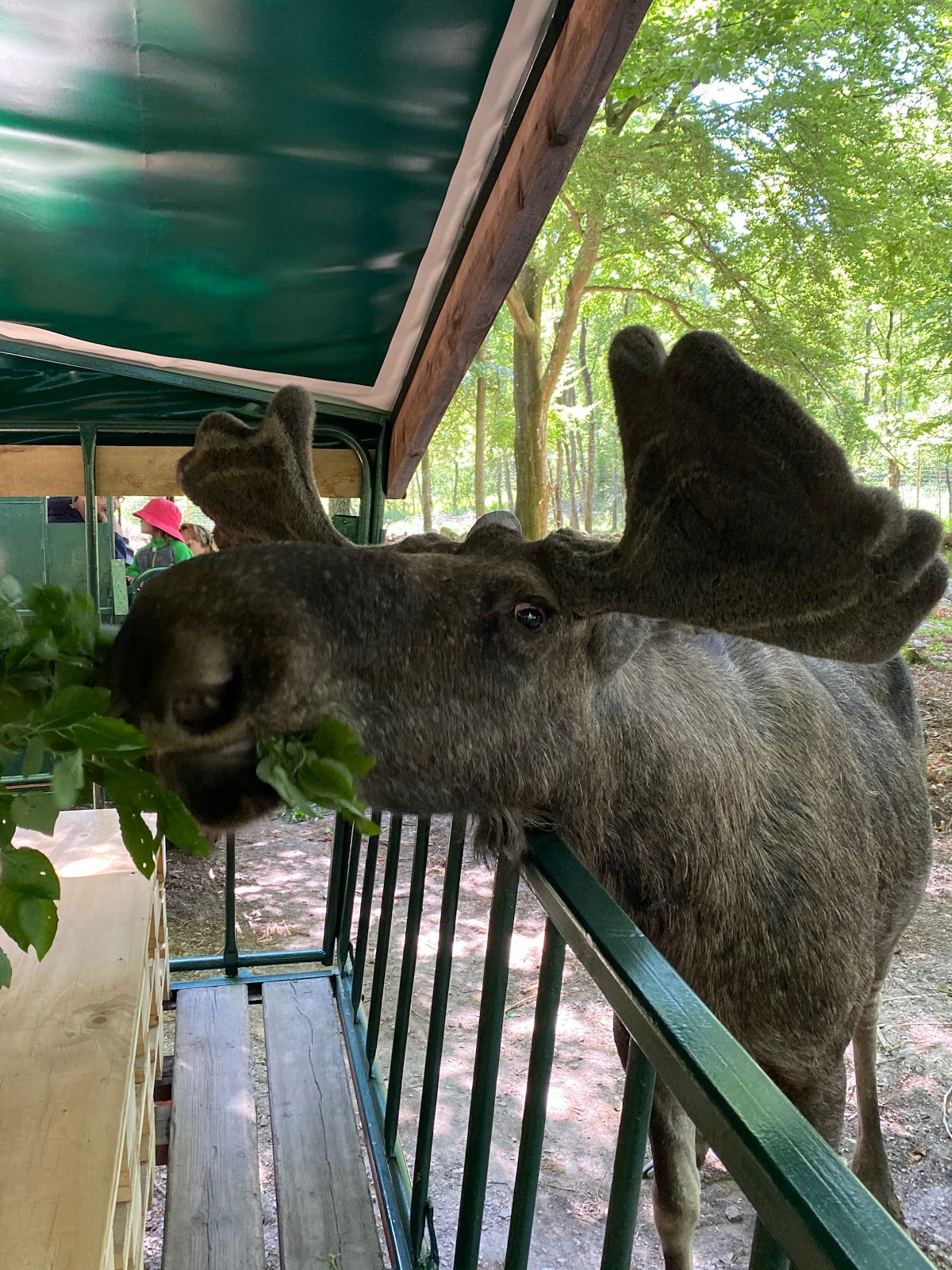 Söderåsens Älgpark