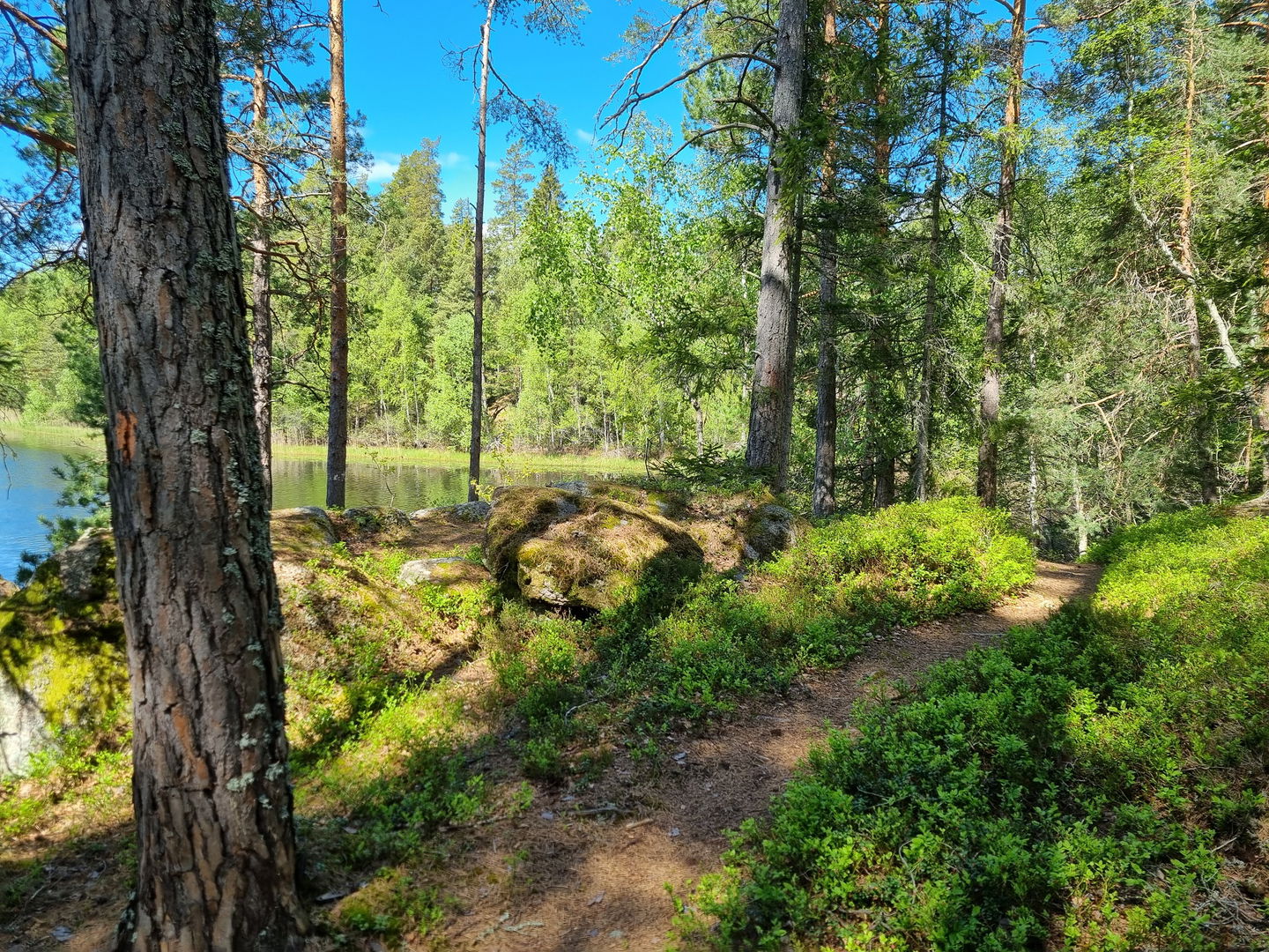 Vandringen går längs vackra skogstigar.