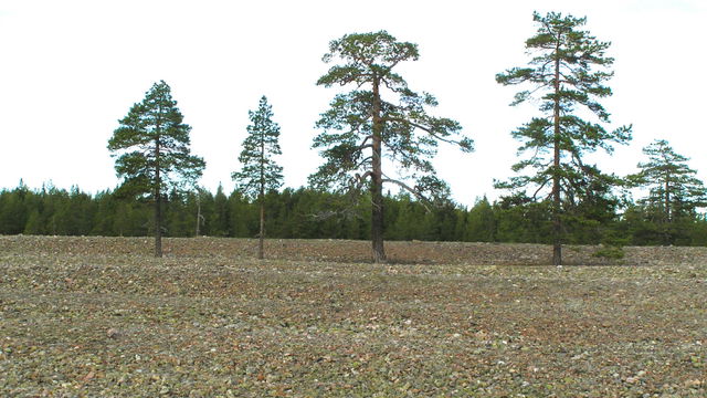 Stenåkern