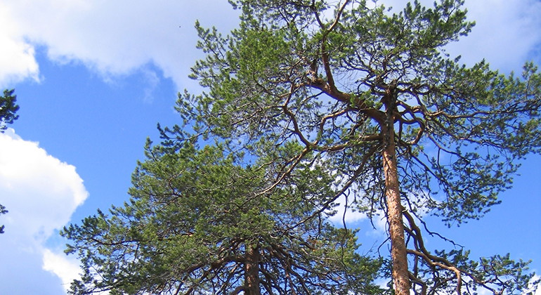Tallskog.