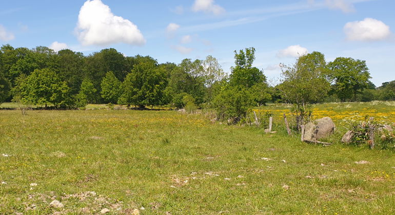 Ängsmark.