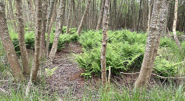 Alskog.