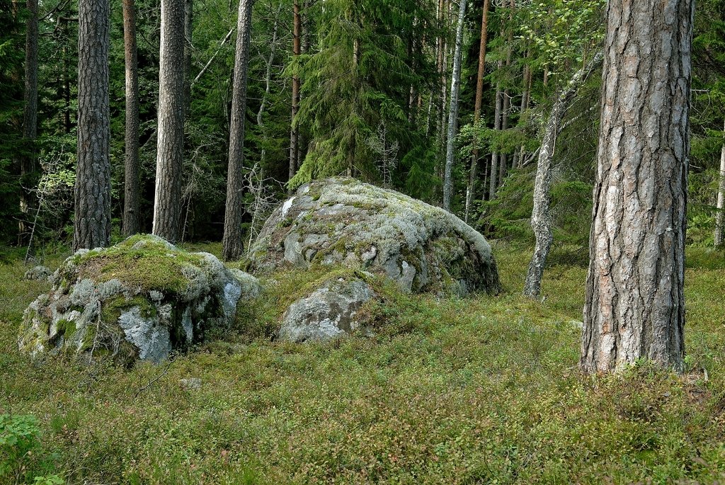 Över stock och sten i Stora Envätterns naturreservat