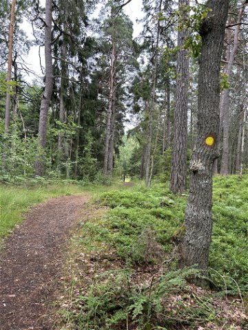 Gulaslingan Skogsö/ Forestloop Skogsö