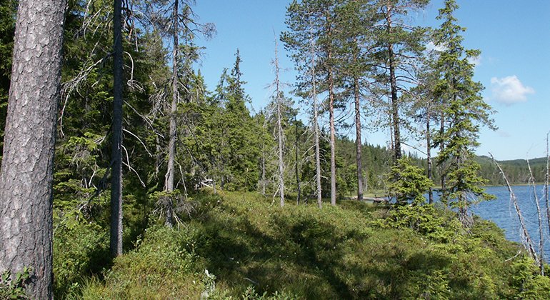 Skog i kanten av Acksjön. Foto Fredrik Wilde.