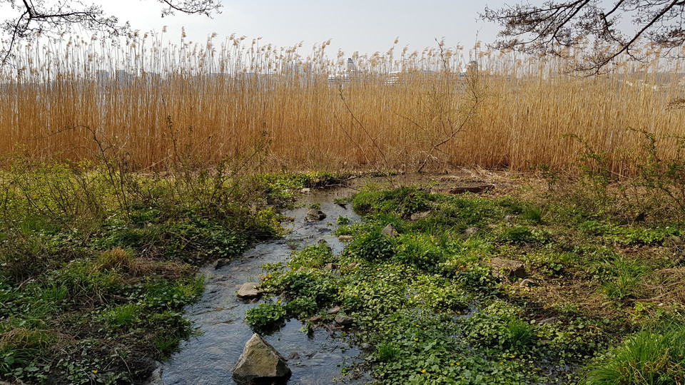 Utföde och vass söder om Lidingsberg. Foto Lidingö stad