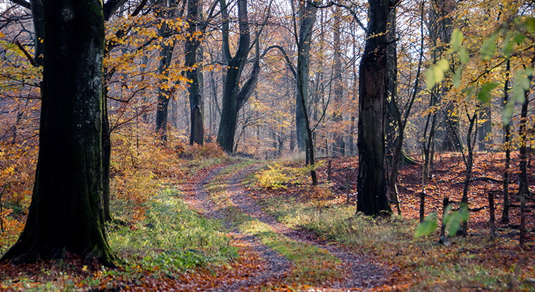 Kronovall i höstfärger.