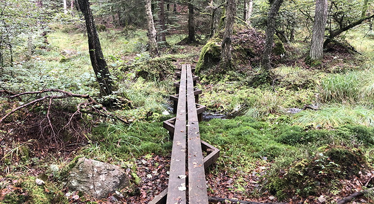 På vissa ställen i reservatet finns det spänger som du kan gå över för att slippa bli blöt om fötterna. 