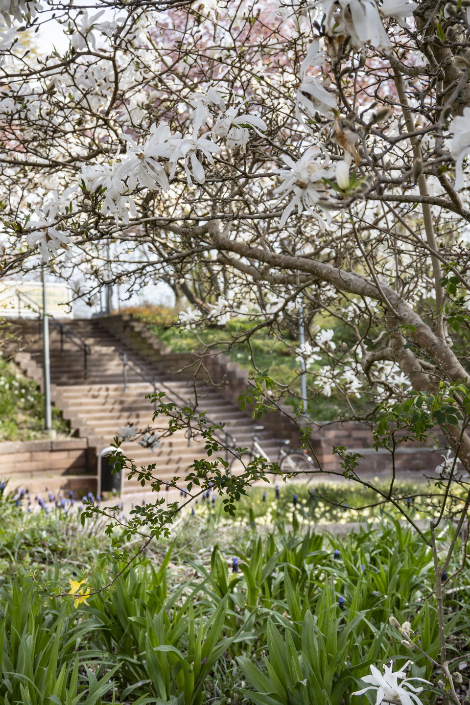 Gång- och cykelväg, blommande träd