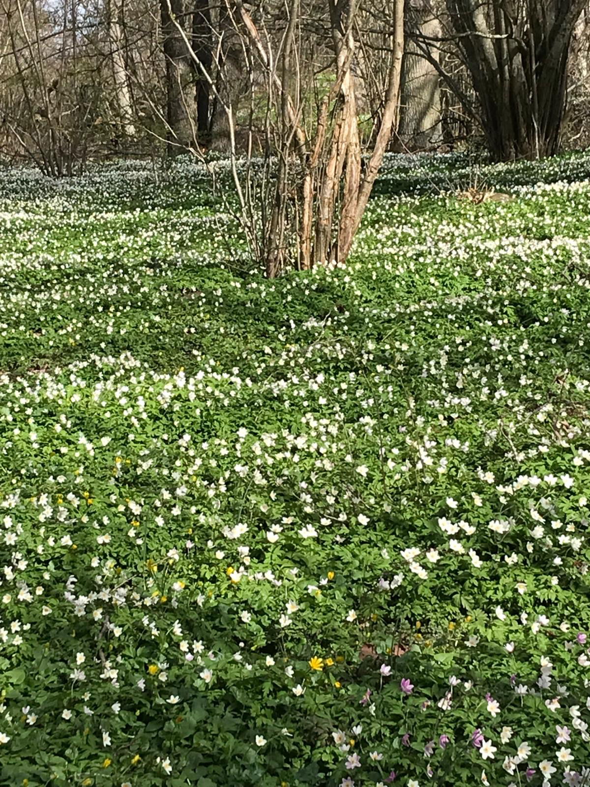 Under våren bjuder leden på vacker vårblomning