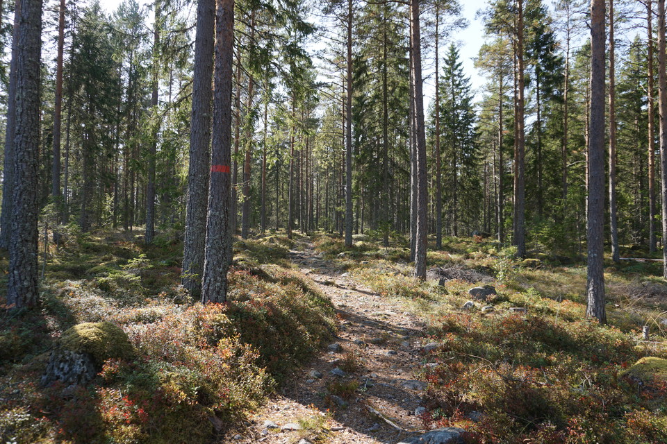 Skogsstig som går genom tallskog