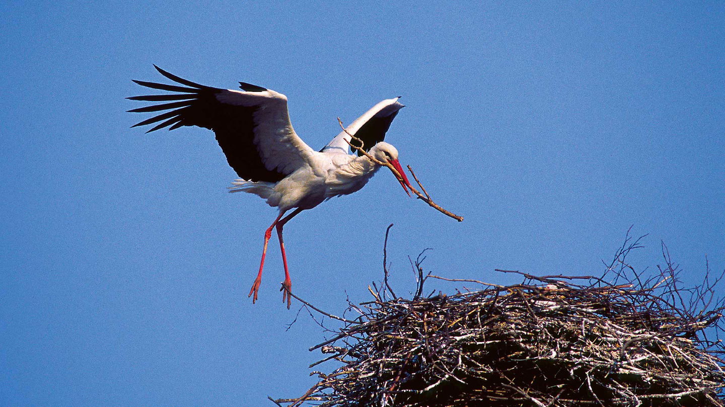 Stork som kommer flygande med en pinne i näbben att bygga bo med.