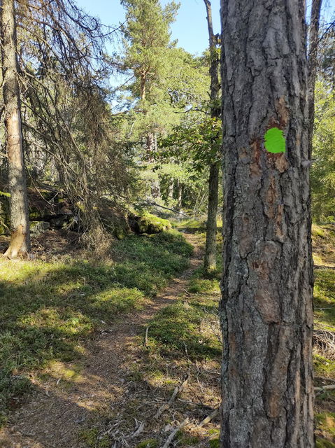 Markering i skogen