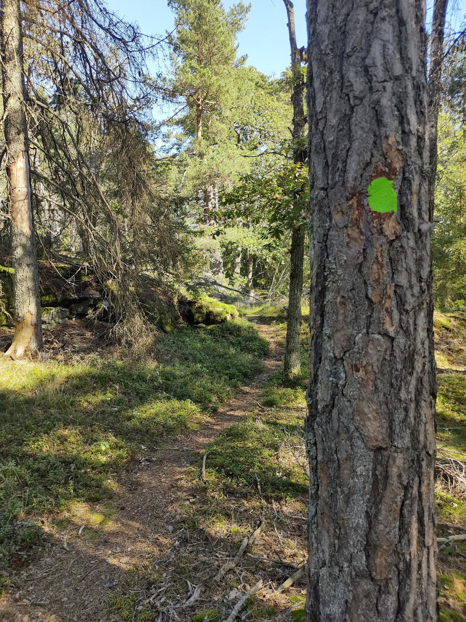 Markering i skogen