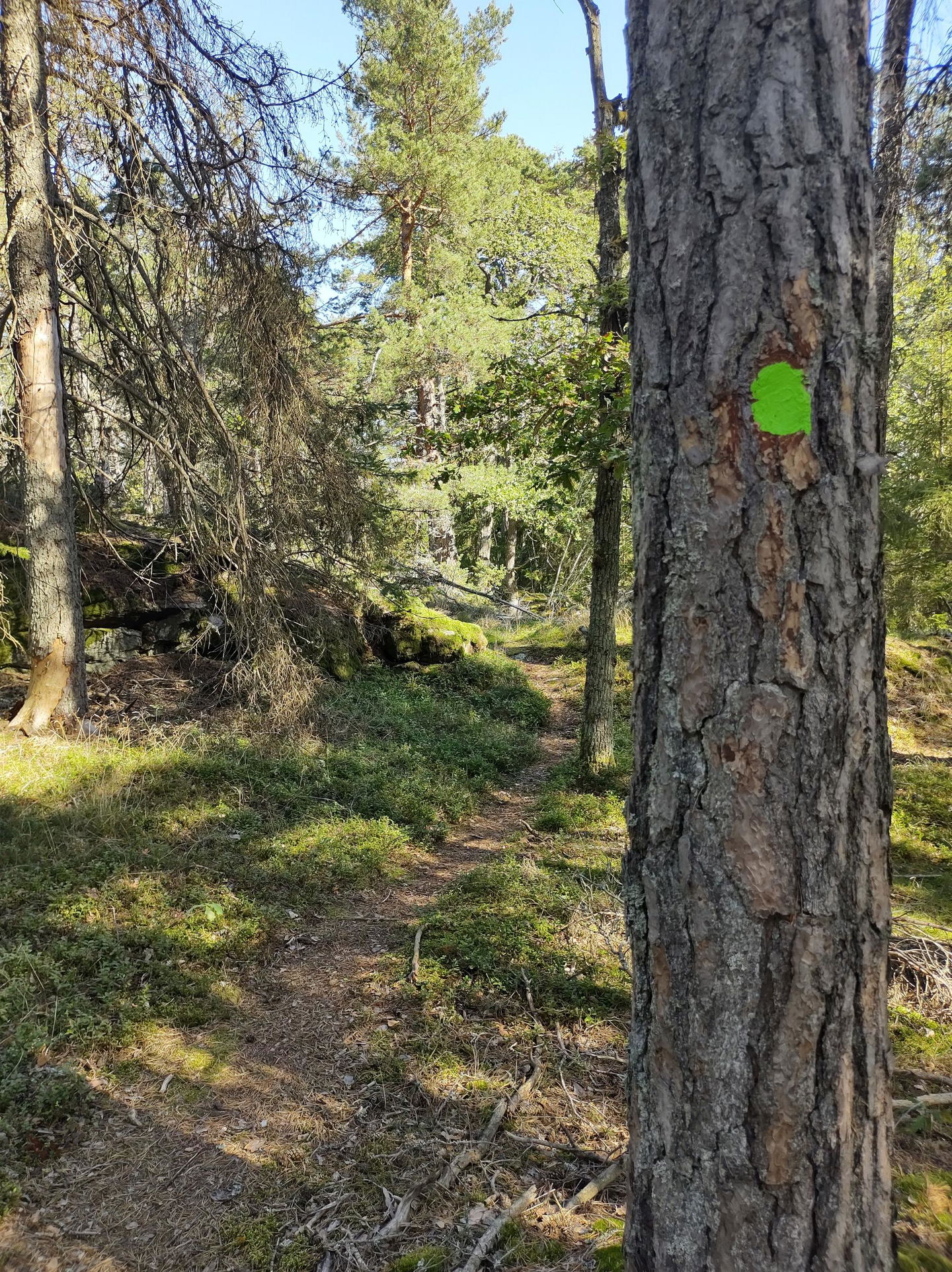 Markering i skogen