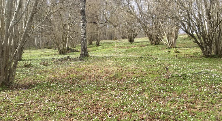 Solberga äng, Runsala.