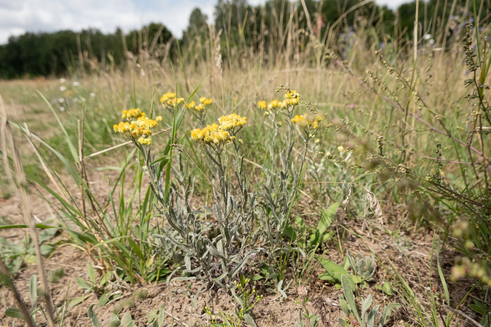 hedblomster (gulblommig växt)