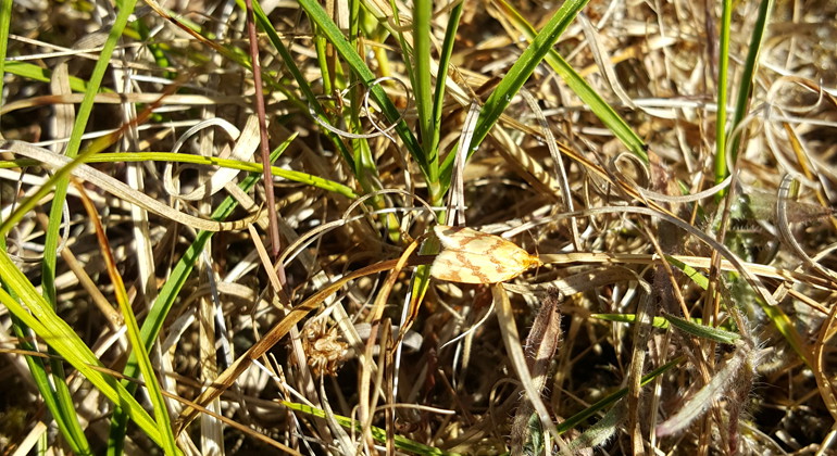 Sandsnedbandsvecklare.