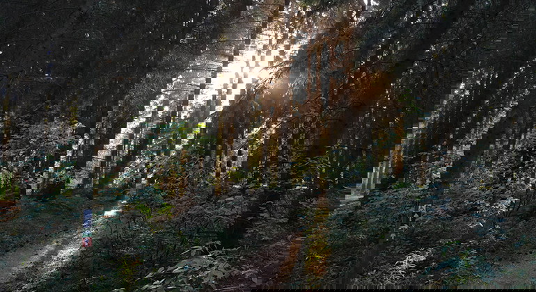 Solen strålar genom träden i Kronoskogen.