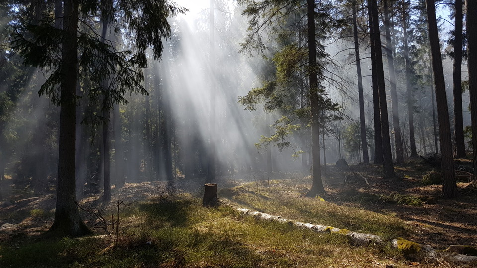 Granskog vid Södergarn. Foto Lidingö stad