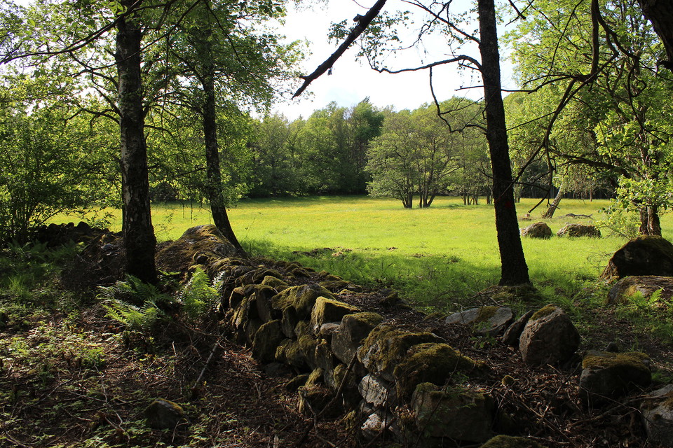 Ängsmark med stenmur och träd i förgrunden.