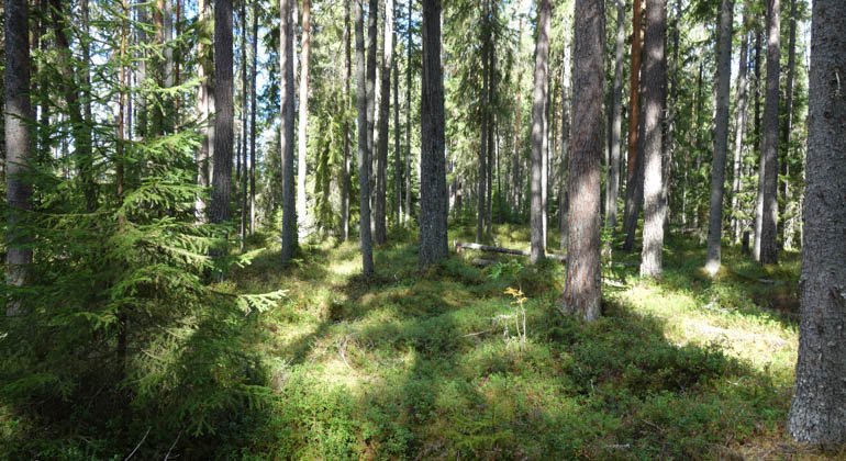 Västeråsskogens naturreservat.