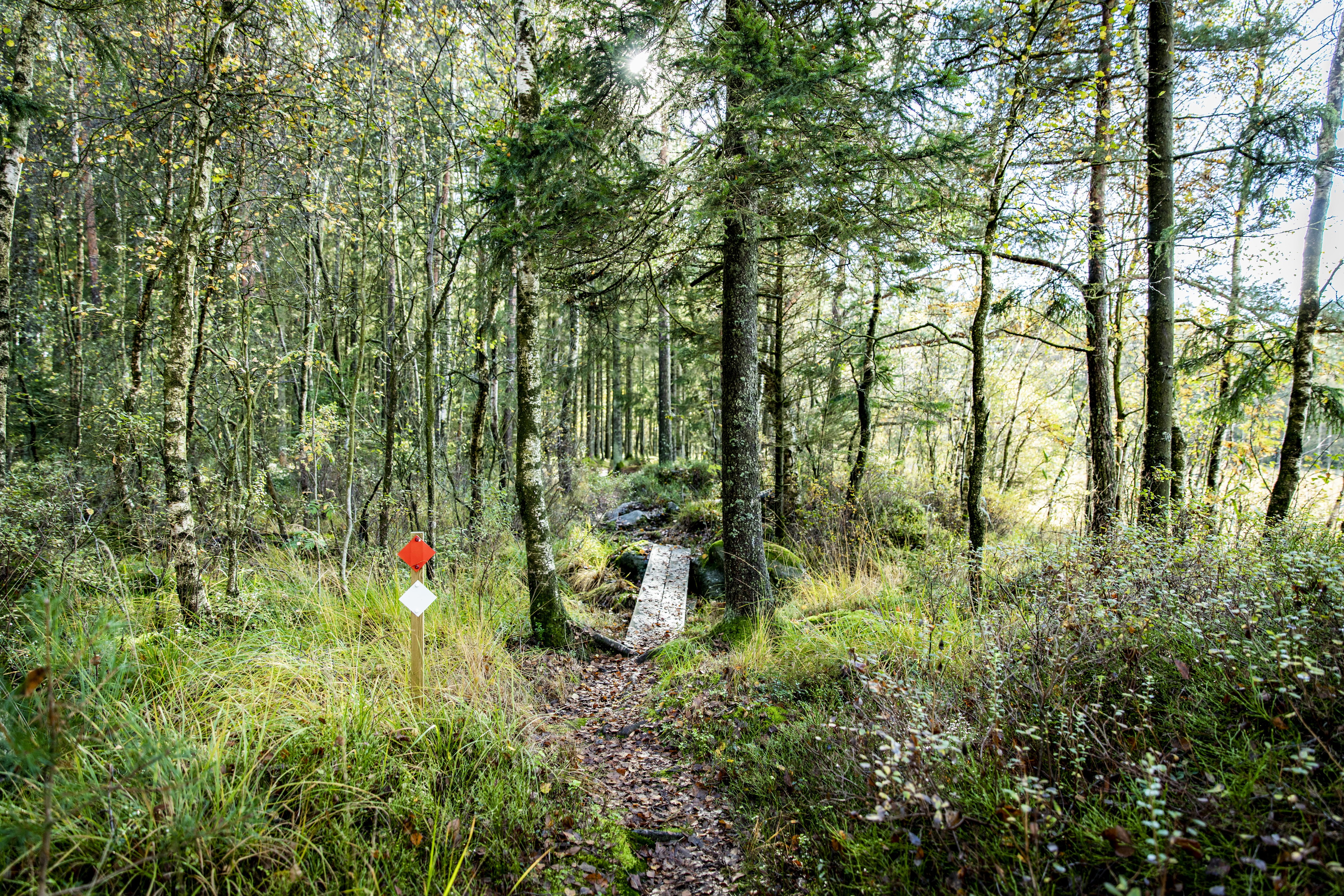 Hiking Trail, White 8 km Krogsered
