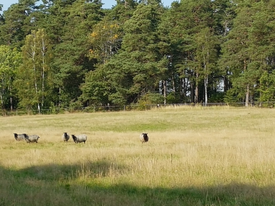 Passage över betesmark mot Duvholmsvägen. Foto Lidingö stad.