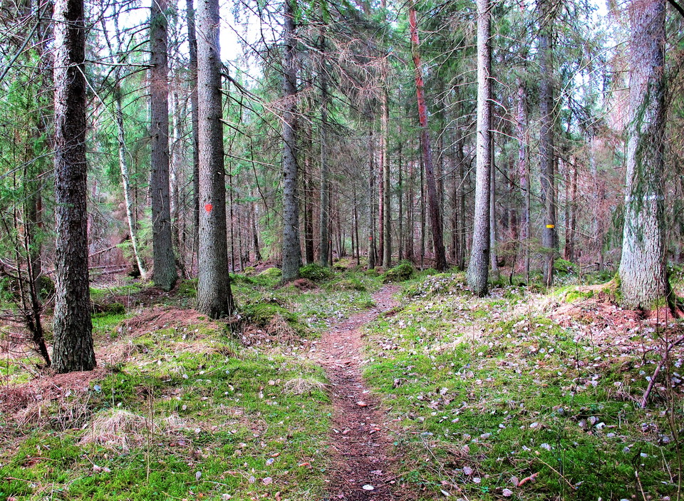 Längs stigen i Kornamossens naturreservat. 