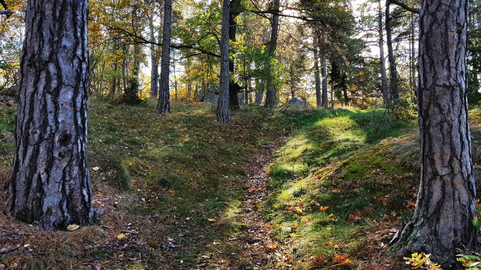 Tallskog i norra Sticklinge. Foto Lidingö stad