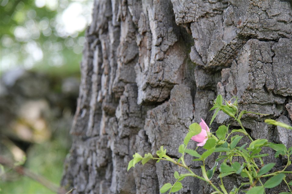 Nyponblom framför ett gammalt träd.