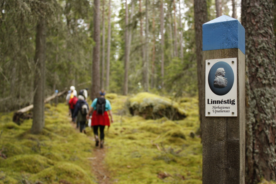 En grupp människor med ryggsäckar på ryggen vandrar på en smal, ojämn stig genom tät skog.