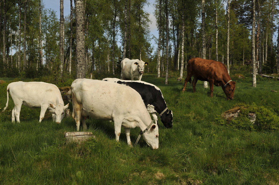 Sommartid är korna på plats
