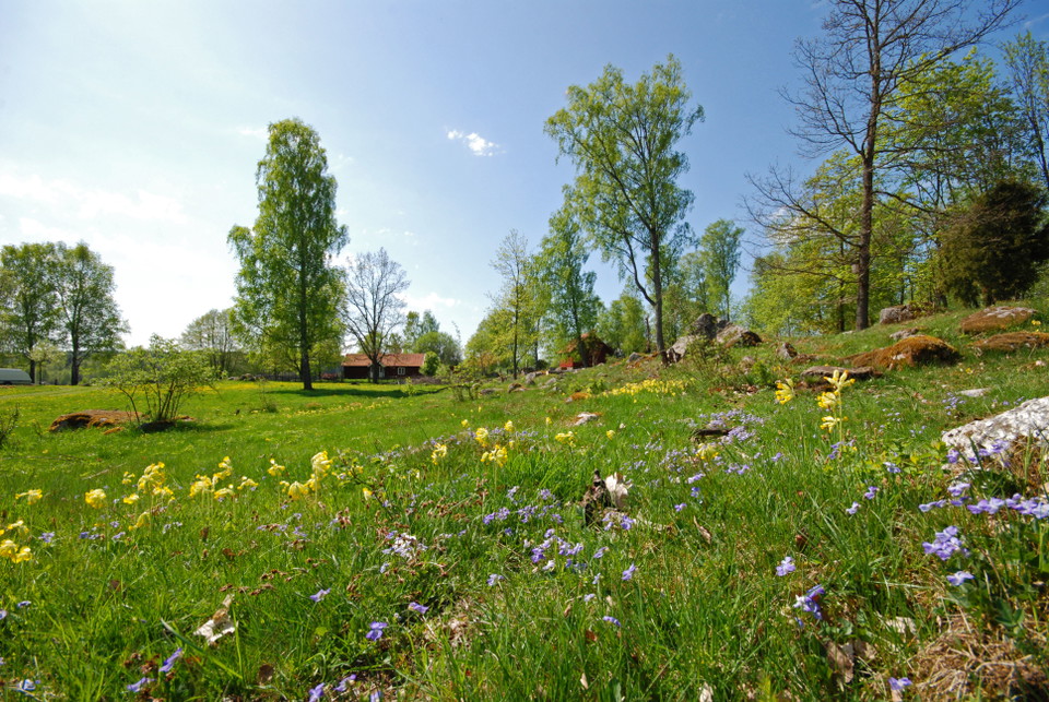 Hagmarken är magisk om våren med sin fina flora.