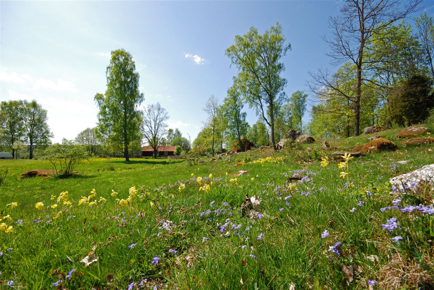 Hagmarken är magisk om våren med sin fina flora.