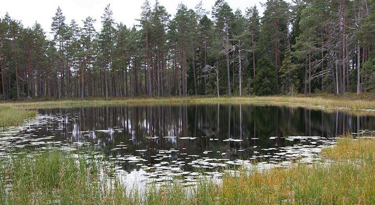 Ängsmossetjärnarna.