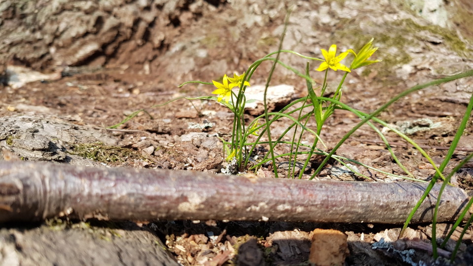 Vårlök i Larsbergs ekbacke. Foto Lidingö stad