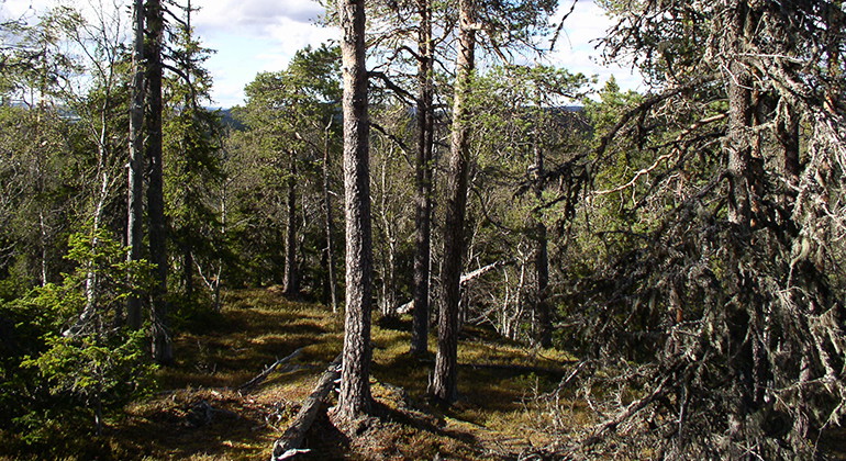 Trollberget.