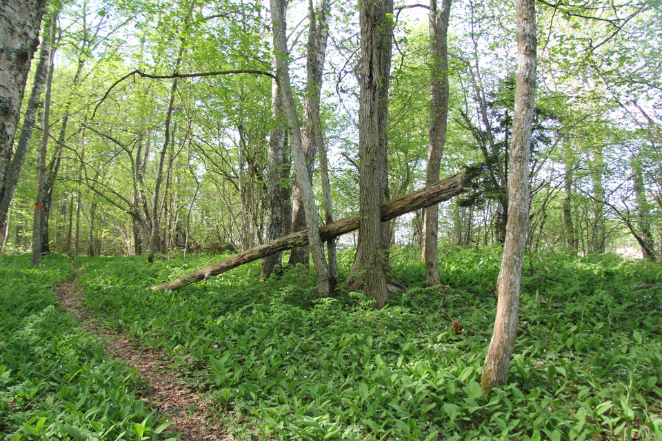 Grönskande skog.