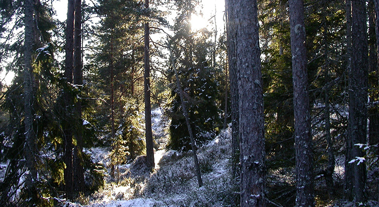 Påterudsskogen, Naturreservat