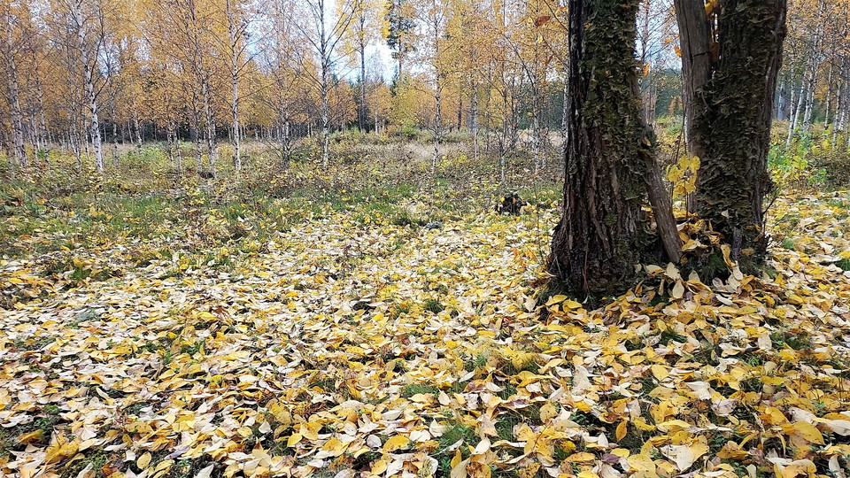 Sophiendals Glasbruk