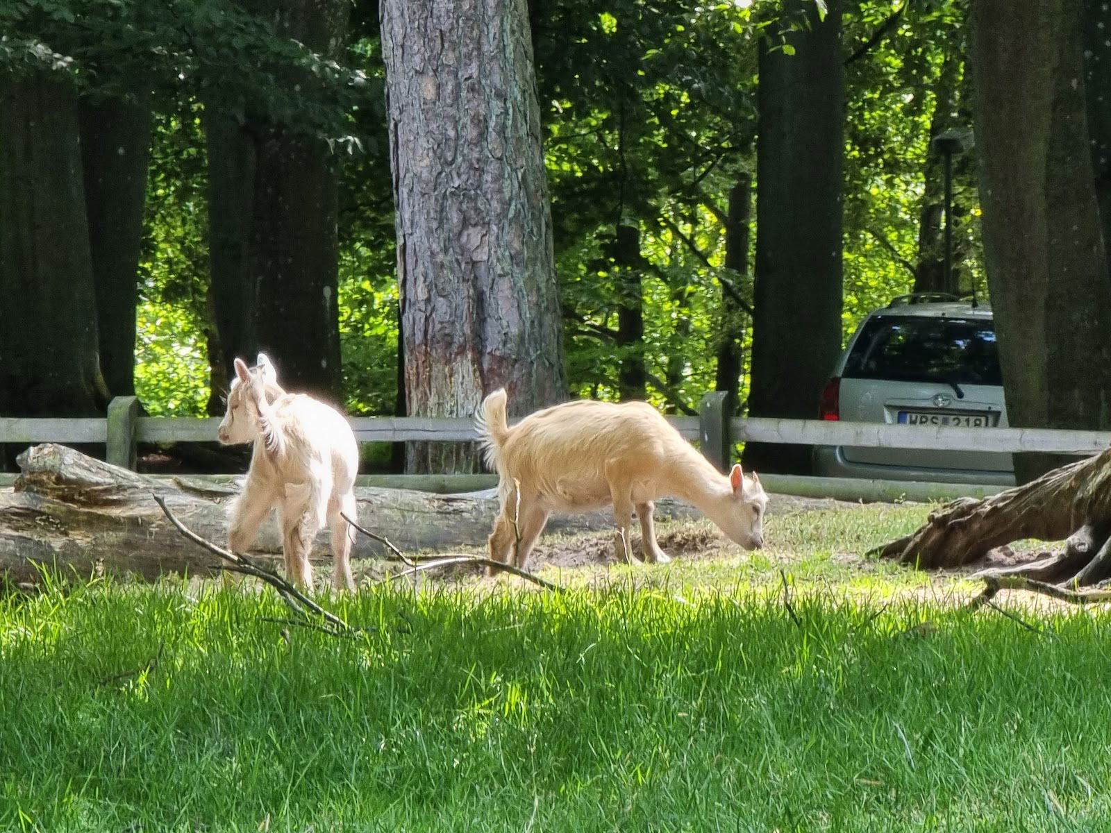Hembygdsparken Ängelholm djurpark