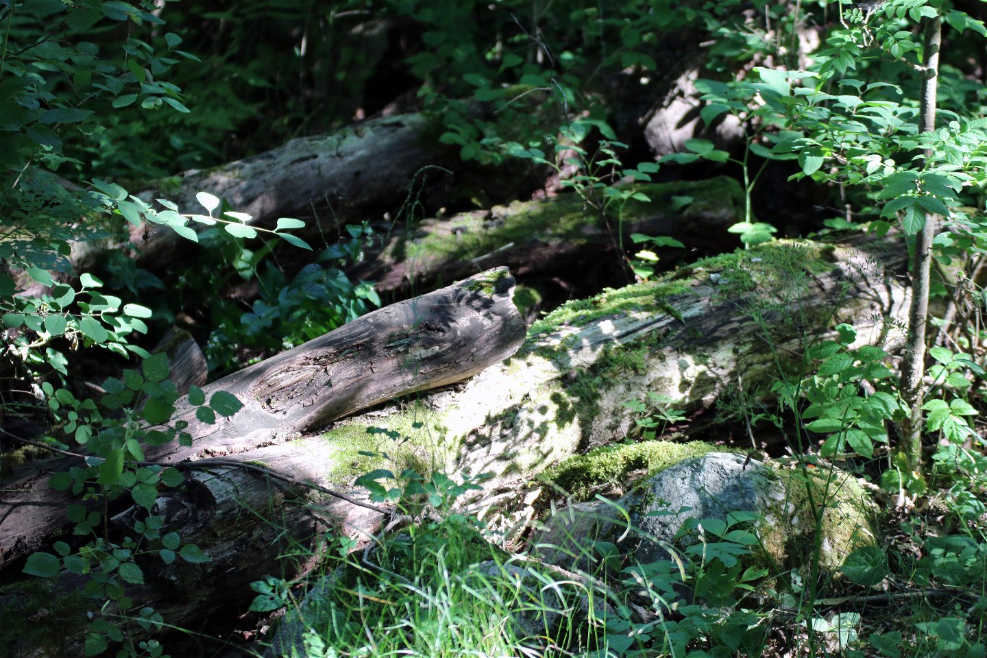 Mossbeklädda döda träd ligger på marken.