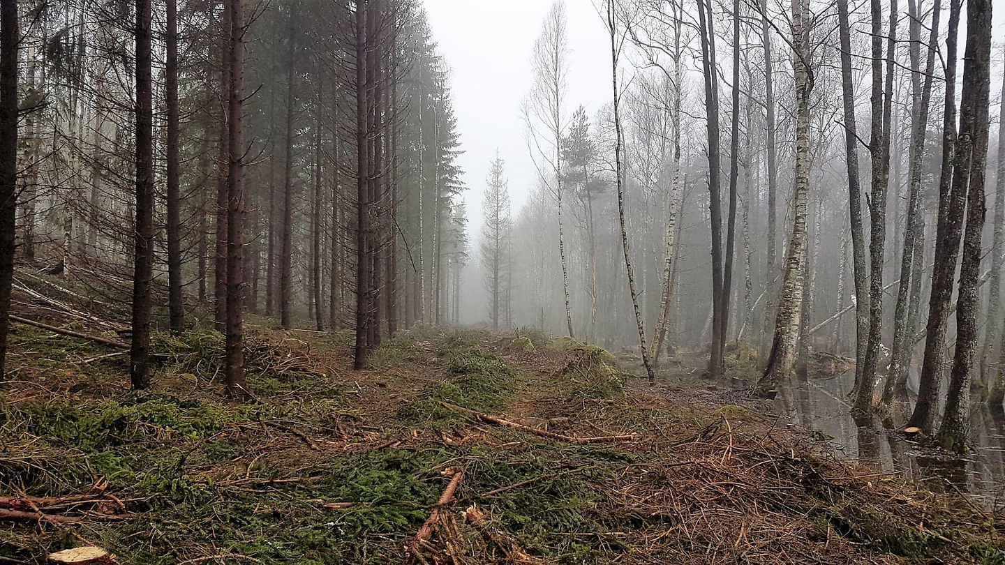 Kantzon i skogslandskap