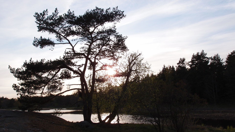 Tall vid Västra Långängskärret. Foto Lidingö stad