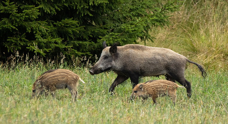 Så håller vi afrikansk svinpest borta från våra svenska vilda och tama djur